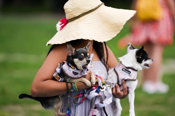 كلاب وأصحابهم يحضرون فعاليات "كرنفال صيف ديجي فيست" في حديقة راوندهاوس في تورونتو، كندا - سبوتنيك عربي