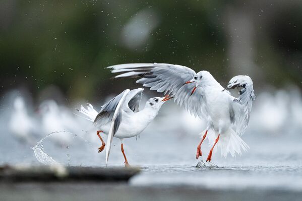 تتقاتل طيور النورس ذات الرأس الأسود مع بعضها بعضا أثناء بحثها عن الطعام في المناطق الضحلة من البحيرة في دلتا "كوكاكاي"، والتي تستضيف أنواعًا مختلفة من طيور النورس، بالإضافة إلى الطيور المهاجرة في منطقة كاراجابي في تركيا - سبوتنيك عربي