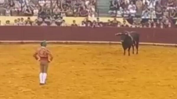 مصارعة الثيران - سبوتنيك عربي