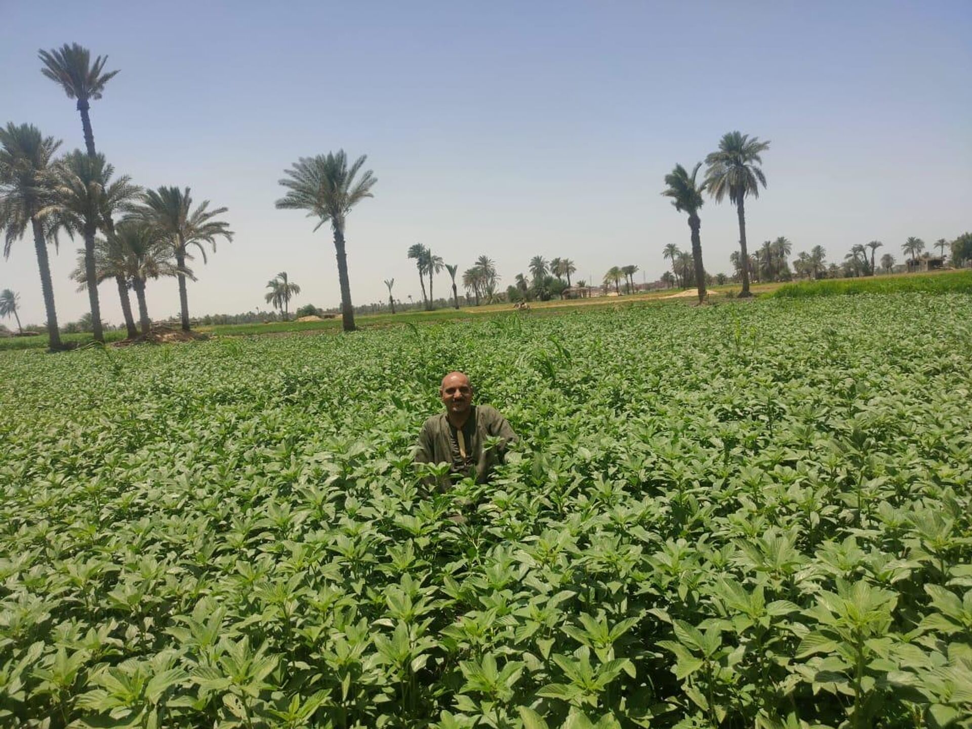 أرض الدواء والنبابات العطرية...أبو دنقاش القرية الأشهر في مصر أرض الدواء والنبابات العطرية...أبو دنقاش القرية الأشهر في مصر - سبوتنيك عربي, 1920, 29.08.2025