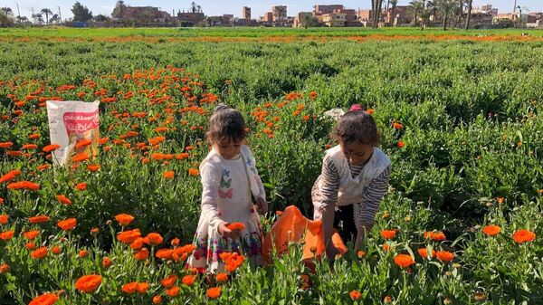أرض الدواء والنبابات العطرية...أبو دنقاش القرية الأشهر في مصر  - سبوتنيك عربي