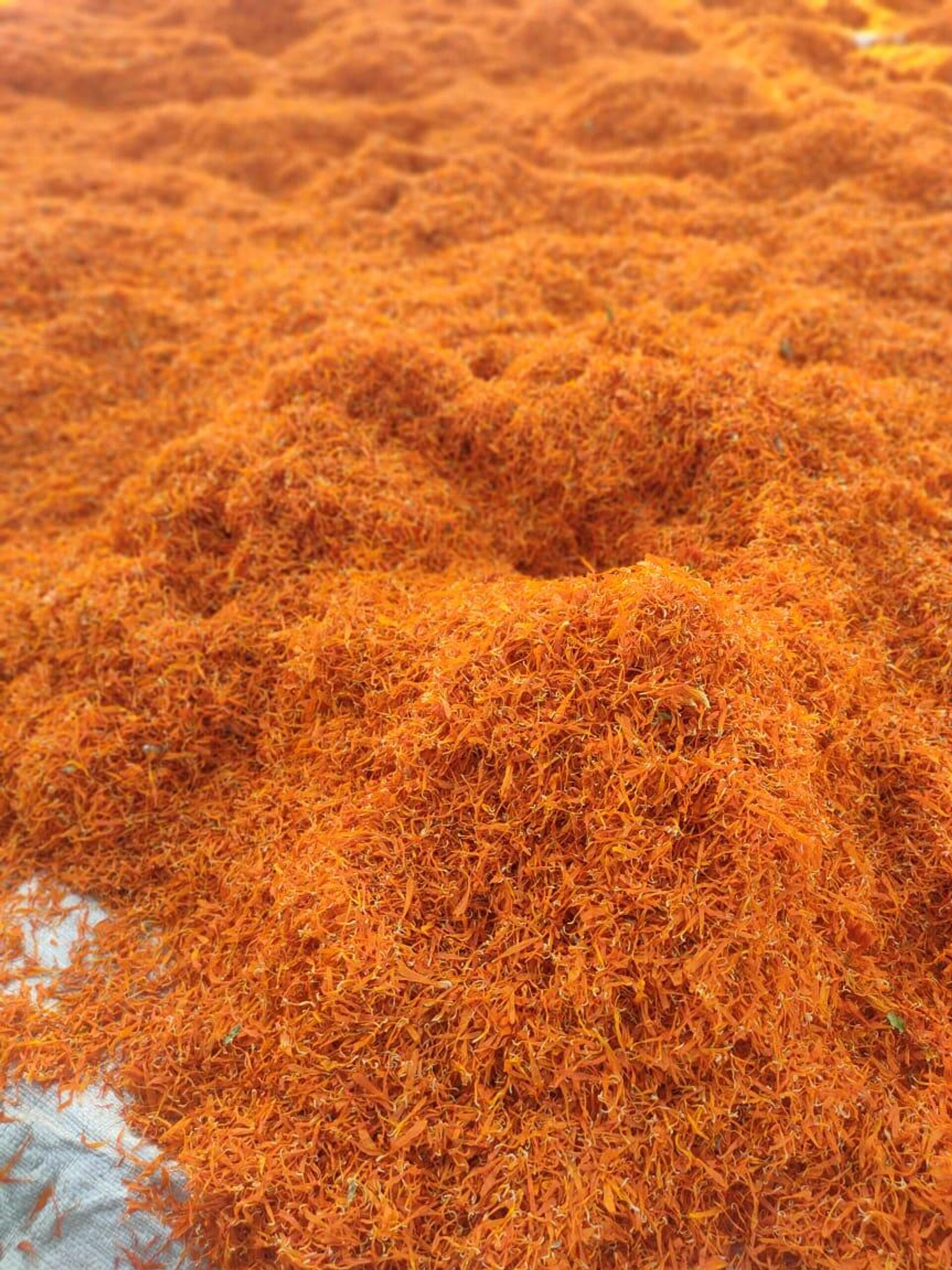 أرض الدواء والنبابات العطرية...أبو دنقاش القرية الأشهر في مصر أرض الدواء والنبابات العطرية...أبو دنقاش القرية الأشهر في مصر - سبوتنيك عربي, 1920, 29.08.2025