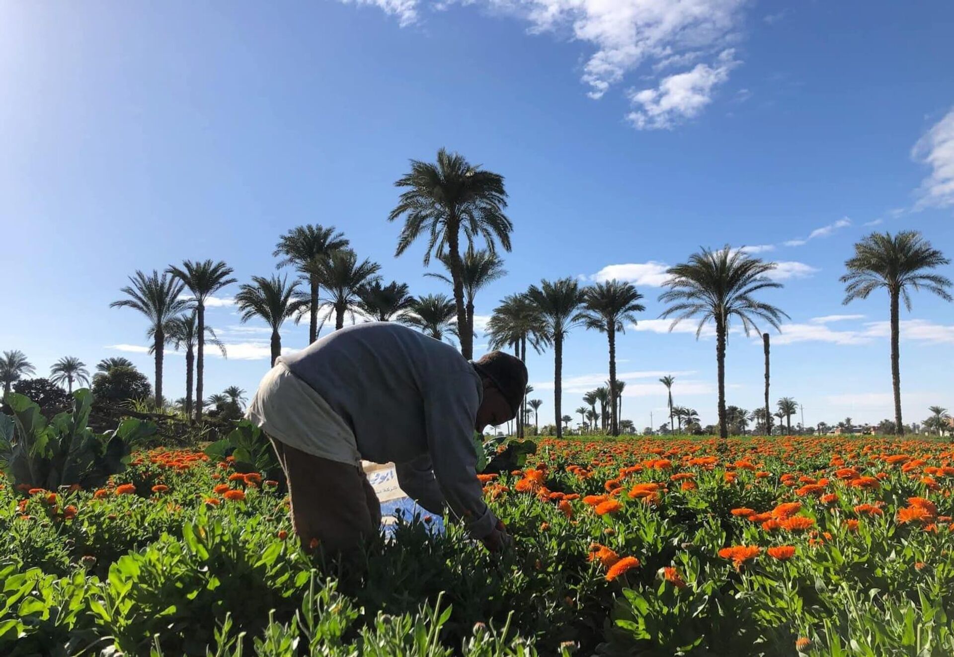 أرض الدواء والنبابات العطرية...أبو دنقاش القرية الأشهر في مصر أرض الدواء والنبابات العطرية...أبو دنقاش القرية الأشهر في مصر - سبوتنيك عربي, 1920, 29.08.2025