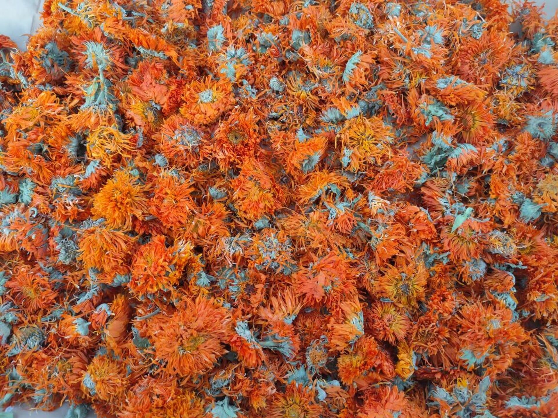 أرض الدواء والنبابات العطرية...أبو دنقاش القرية الأشهر في مصر أرض الدواء والنبابات العطرية...أبو دنقاش القرية الأشهر في مصر - سبوتنيك عربي, 1920, 29.08.2025