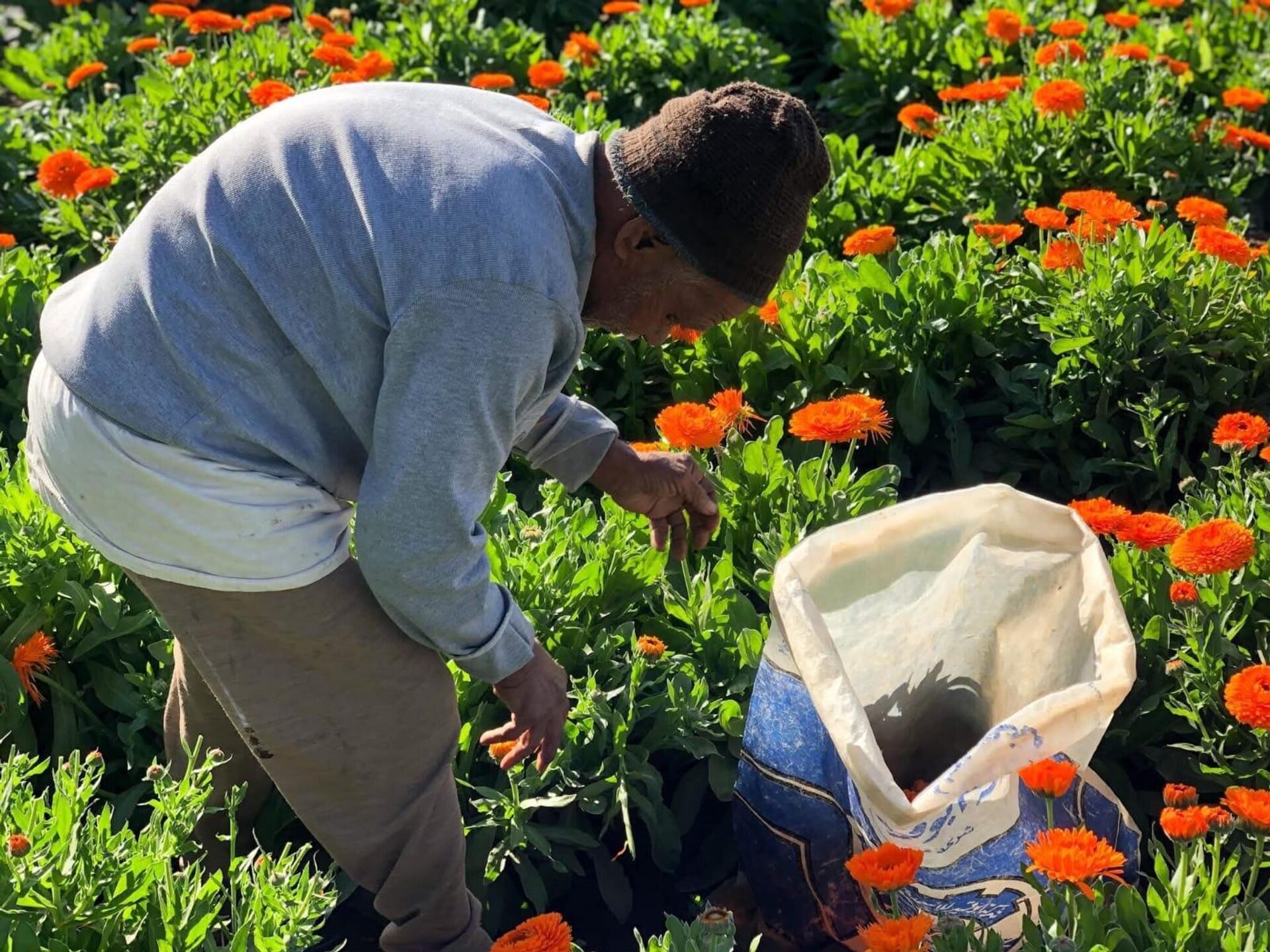 أرض الدواء والنبابات العطرية...أبو دنقاش القرية الأشهر في مصر أرض الدواء والنبابات العطرية...أبو دنقاش القرية الأشهر في مصر - سبوتنيك عربي, 1920, 29.08.2025