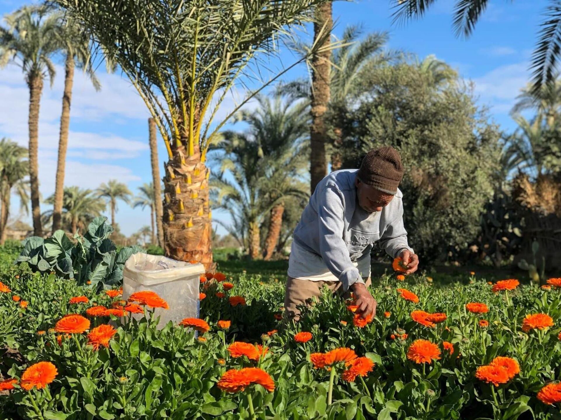 أرض الدواء والنبابات العطرية...أبو دنقاش القرية الأشهر في مصر أرض الدواء والنبابات العطرية...أبو دنقاش القرية الأشهر في مصر - سبوتنيك عربي, 1920, 29.08.2025