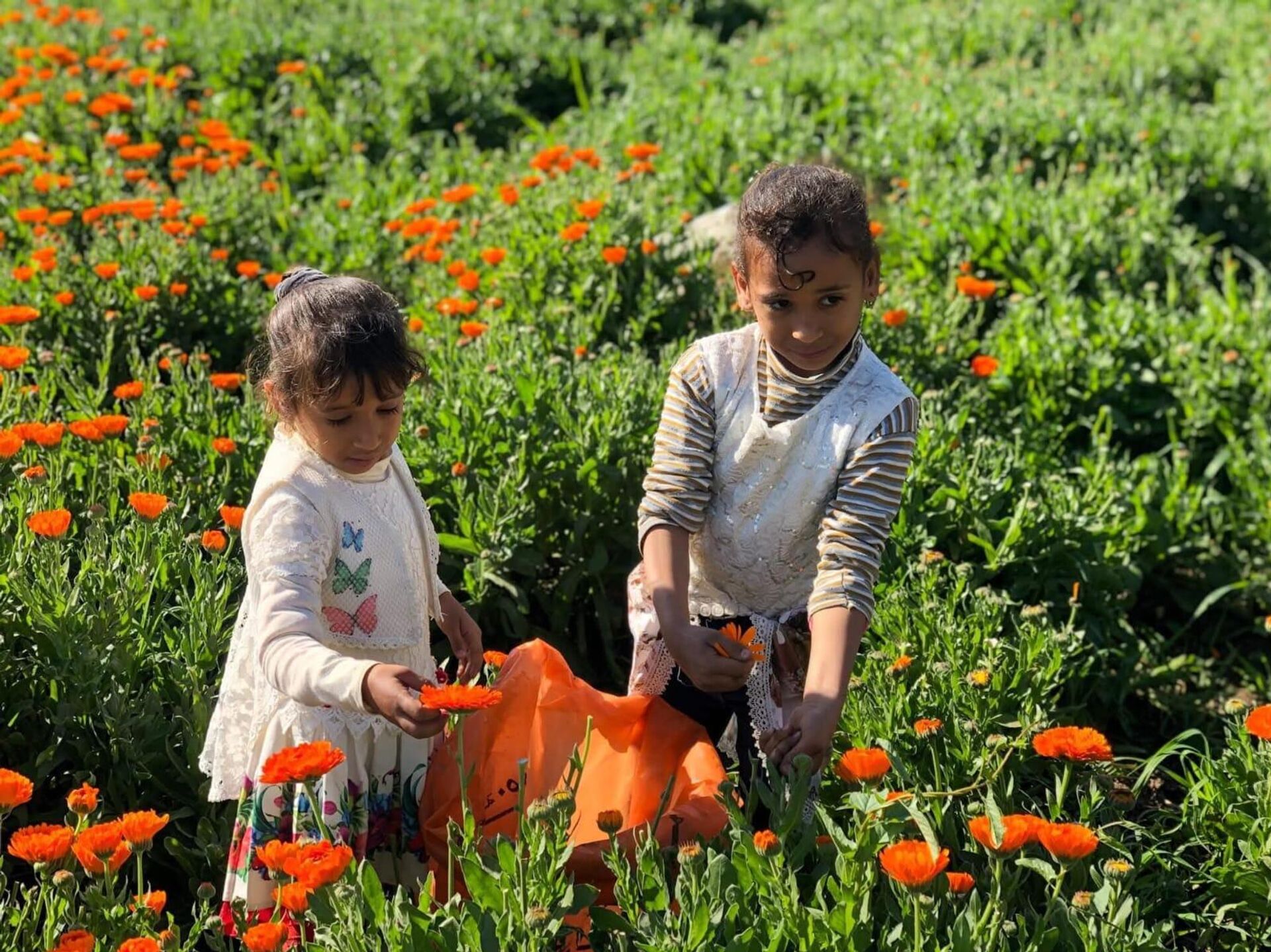 أرض الدواء والنبابات العطرية...أبو دنقاش القرية الأشهر في مصر أرض الدواء والنبابات العطرية...أبو دنقاش القرية الأشهر في مصر - سبوتنيك عربي, 1920, 29.08.2025