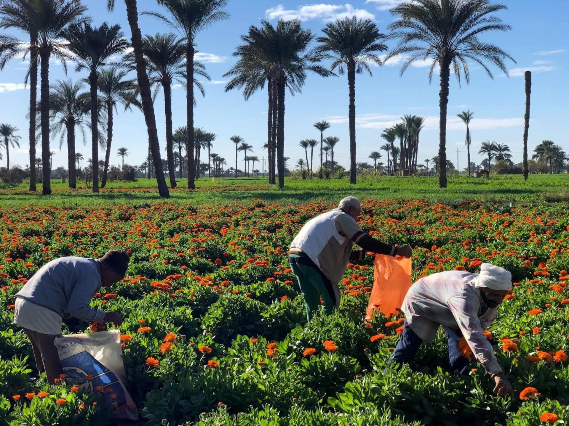 أرض الدواء والنبابات العطرية...أبو دنقاش القرية الأشهر في مصر أرض الدواء والنبابات العطرية...أبو دنقاش القرية الأشهر في مصر - سبوتنيك عربي, 1920, 29.08.2025