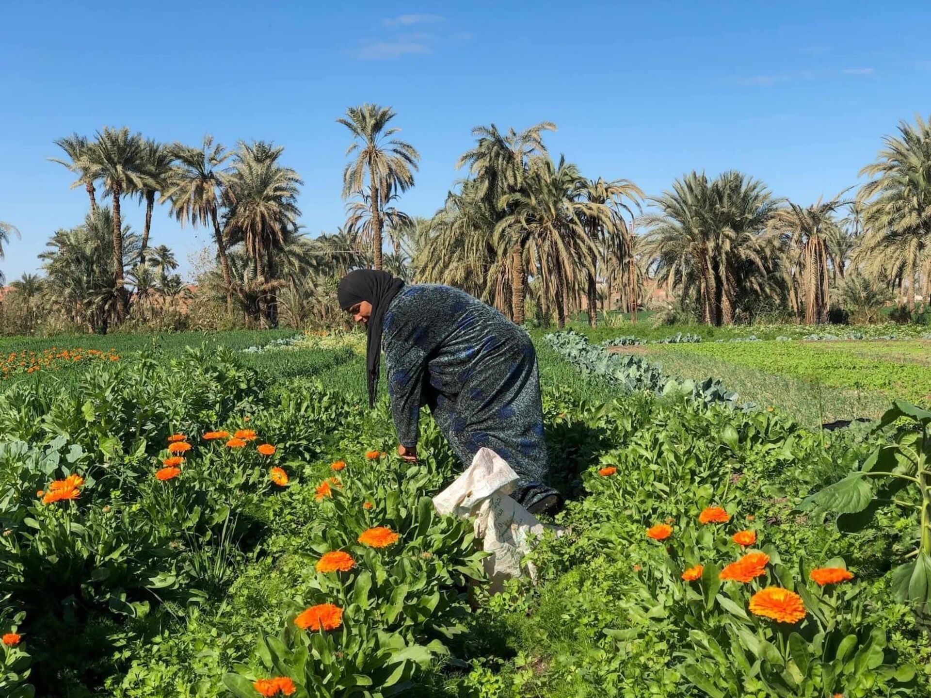 أرض الدواء والنبابات العطرية...أبو دنقاش القرية الأشهر في مصر أرض الدواء والنبابات العطرية...أبو دنقاش القرية الأشهر في مصر - سبوتنيك عربي, 1920, 29.08.2025