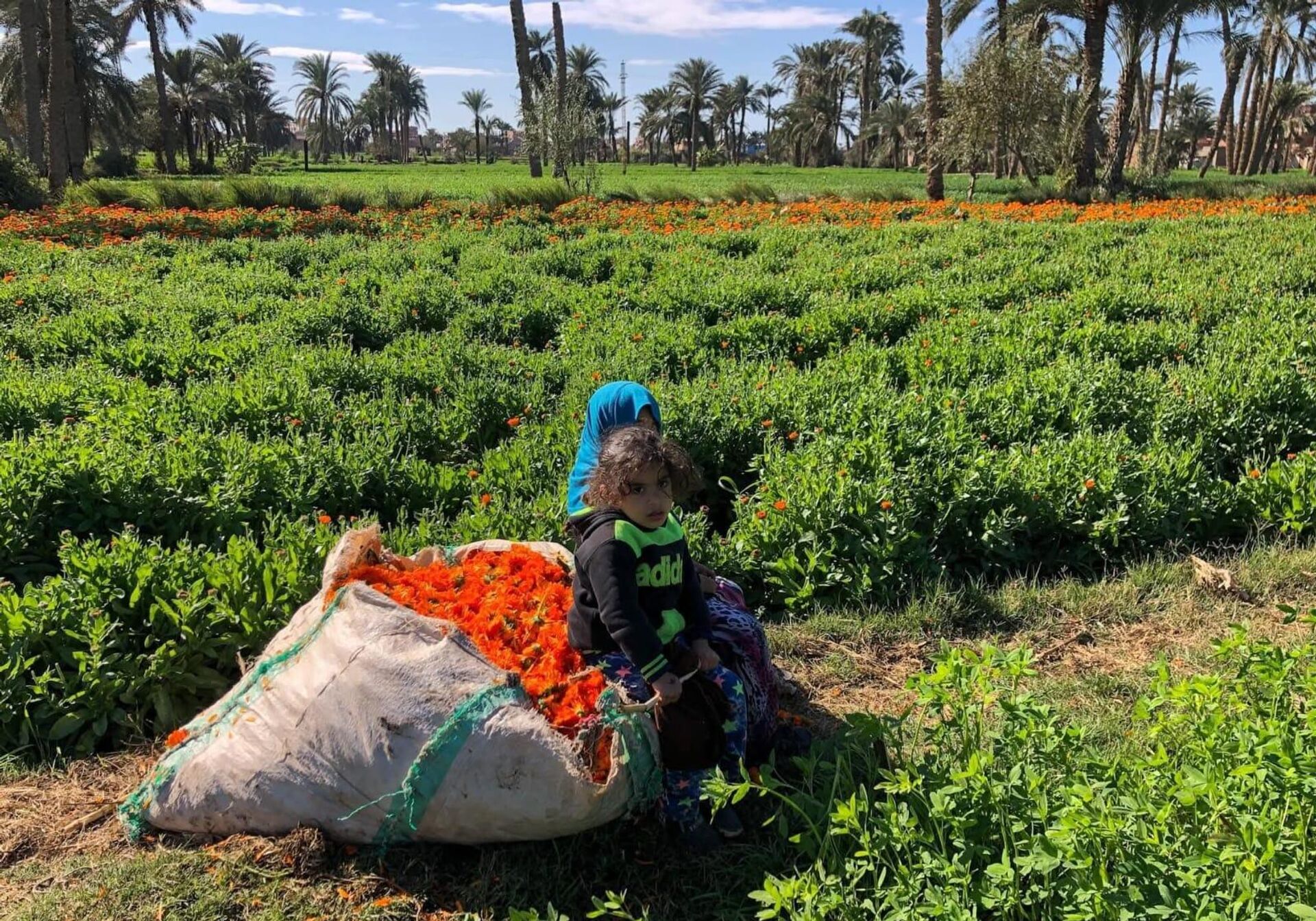 أرض الدواء والنبابات العطرية...أبو دنقاش القرية الأشهر في مصر أرض الدواء والنبابات العطرية...أبو دنقاش القرية الأشهر في مصر - سبوتنيك عربي, 1920, 29.08.2025