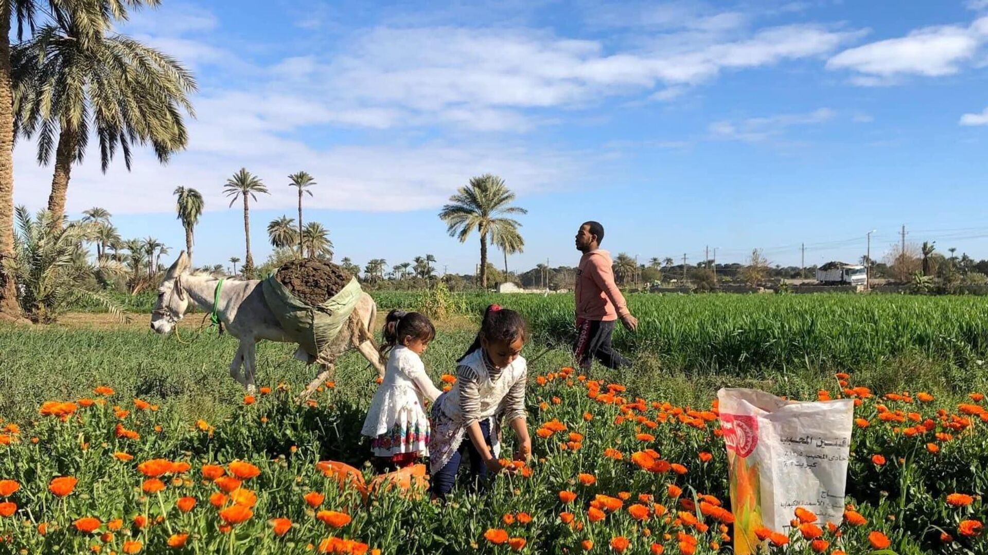 أرض الدواء والنبابات العطرية...أبو دنقاش القرية الأشهر في مصر أرض الدواء والنبابات العطرية...أبو دنقاش القرية الأشهر في مصر - سبوتنيك عربي, 1920, 29.08.2025