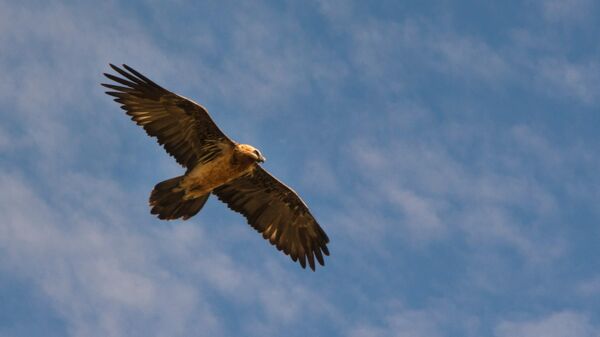 نسر لاميرغاير الآكل للعظام - سبوتنيك عربي