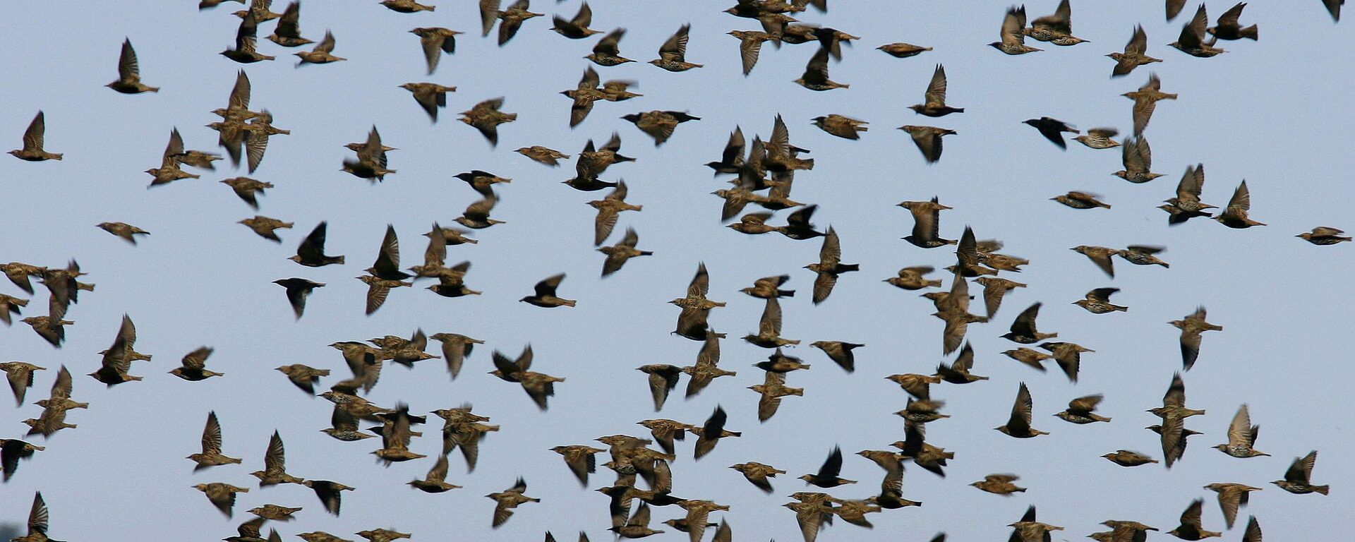 طيور مهاجرة - سبوتنيك عربي, 1920, 02.09.2025