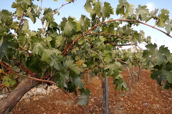 عنب الخليل جنوبي الضفة الغربية  - سبوتنيك عربي
