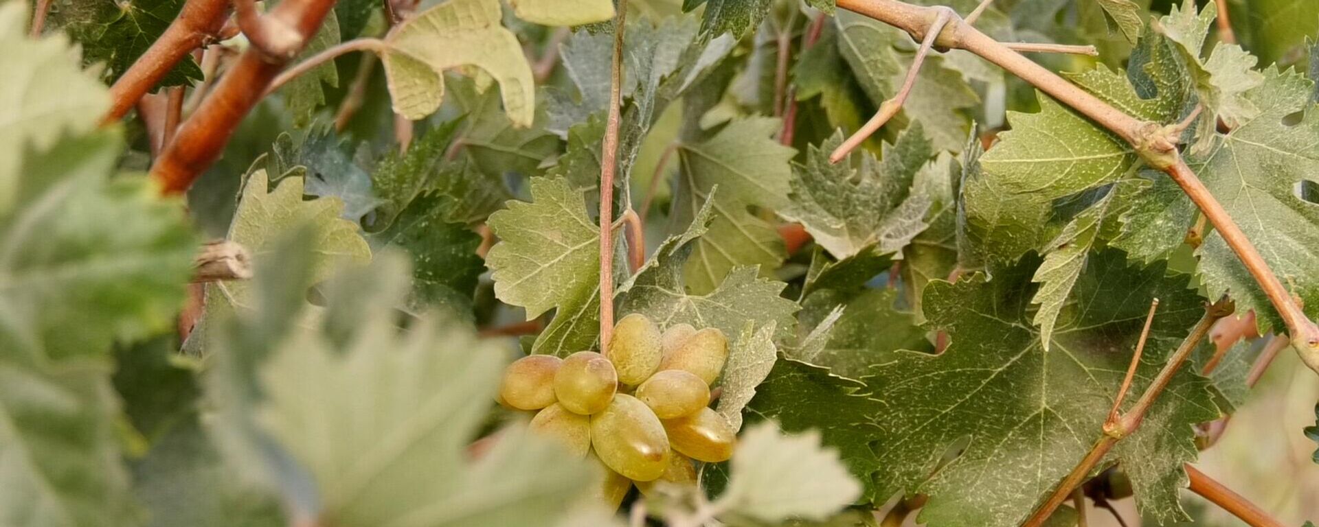 عنب الخليل جنوبي الضفة الغربية  - سبوتنيك عربي, 1920, 04.09.2025