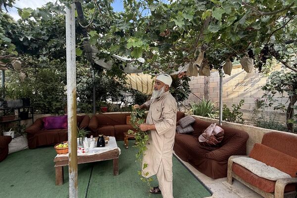 عنب الخليل جنوبي الضفة الغربية  - سبوتنيك عربي