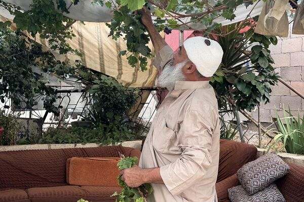 عنب الخليل جنوبي الضفة الغربية  - سبوتنيك عربي