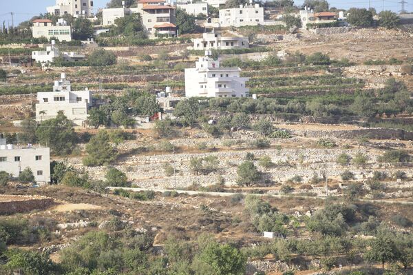 عنب الخليل جنوبي الضفة الغربية  - سبوتنيك عربي
