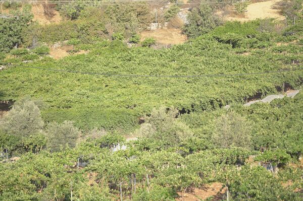 عنب الخليل جنوبي الضفة الغربية  - سبوتنيك عربي