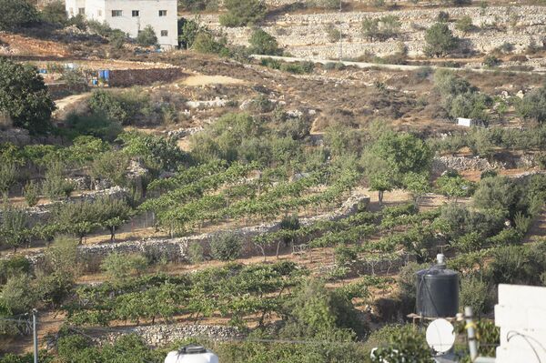 عنب الخليل جنوبي الضفة الغربية  - سبوتنيك عربي