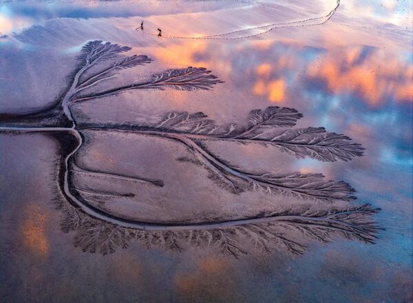 صورة جوية على شكل شجرة تظهر على أراضي البحر الأصفر الرطبة في محمية دافنغ ميلو الطبيعية، في مقاطعة جيانغسو، الصين. - سبوتنيك عربي