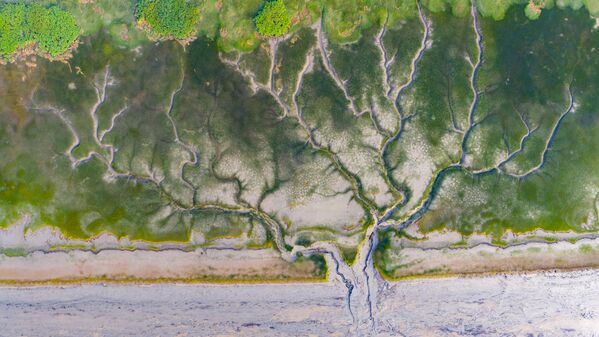 منظر طبيعي لآثار المد والجزر تظهر على شكل شجرة  بعد انحسار المد عند مصب نهر تشيانتانغ في مدينة هاينينغ، الصين. - سبوتنيك عربي