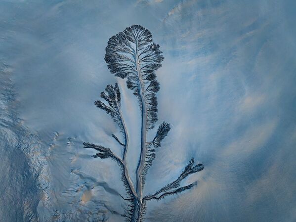 آثار المد والجزر على شكل أشجار تظهر على مجرى نهر تشيانتانغ، الصين. - سبوتنيك عربي