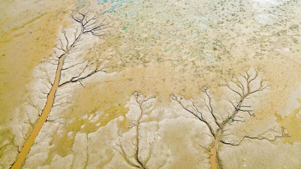صورة جوية لأنماط على شكل أشجار تظهر على مجرى النهر الأصفر في مقاطعة خنان، الصين. - سبوتنيك عربي