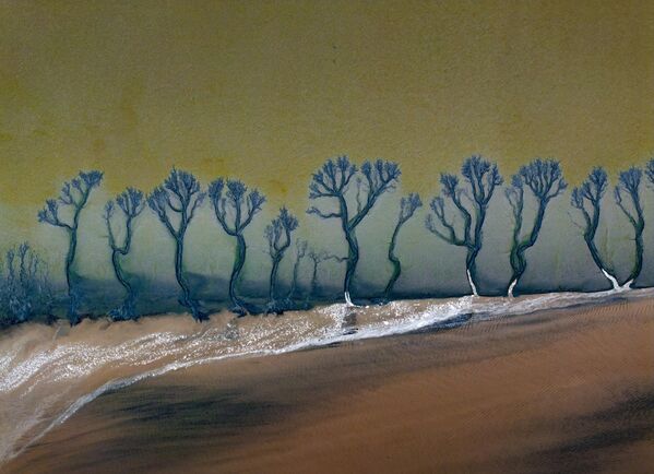 صورة جوية لأنماط على شكل أشجار تظهر على مجرى نهر تشيانتانغ في مقاطعة تشجيانغ، الصين. - سبوتنيك عربي