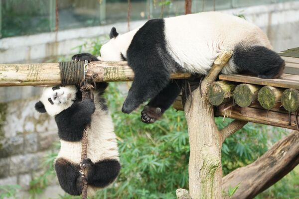 باندا عملاقة تلعب في حديقة حيوان تشونغتشينغ، الصين. - سبوتنيك عربي