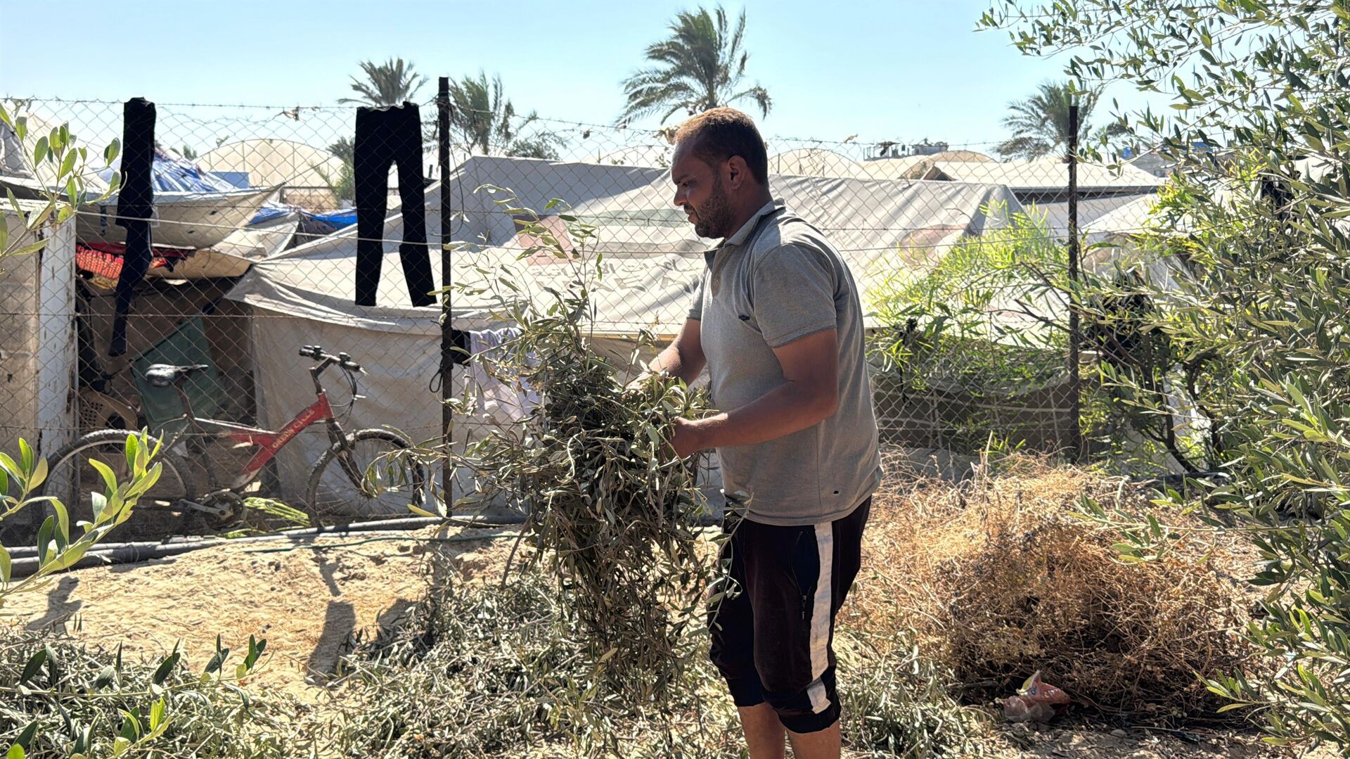 موسم الزيتون في قطاع غزة يغيب للعام الثالث جراء الحرب الإسرائيلية - سبوتنيك عربي, 1920, 17.09.2025