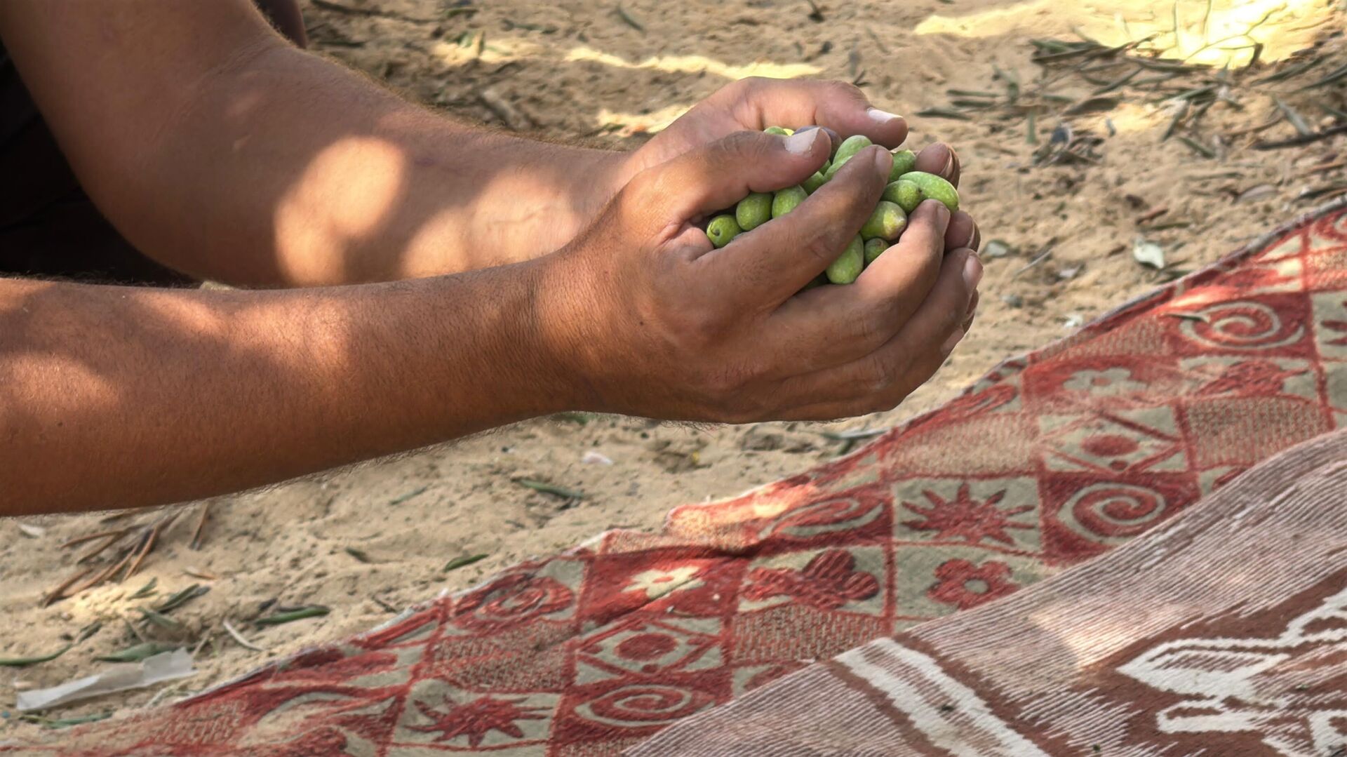 موسم الزيتون في قطاع غزة يغيب للعام الثالث جراء الحرب الإسرائيلية - سبوتنيك عربي, 1920, 17.09.2025