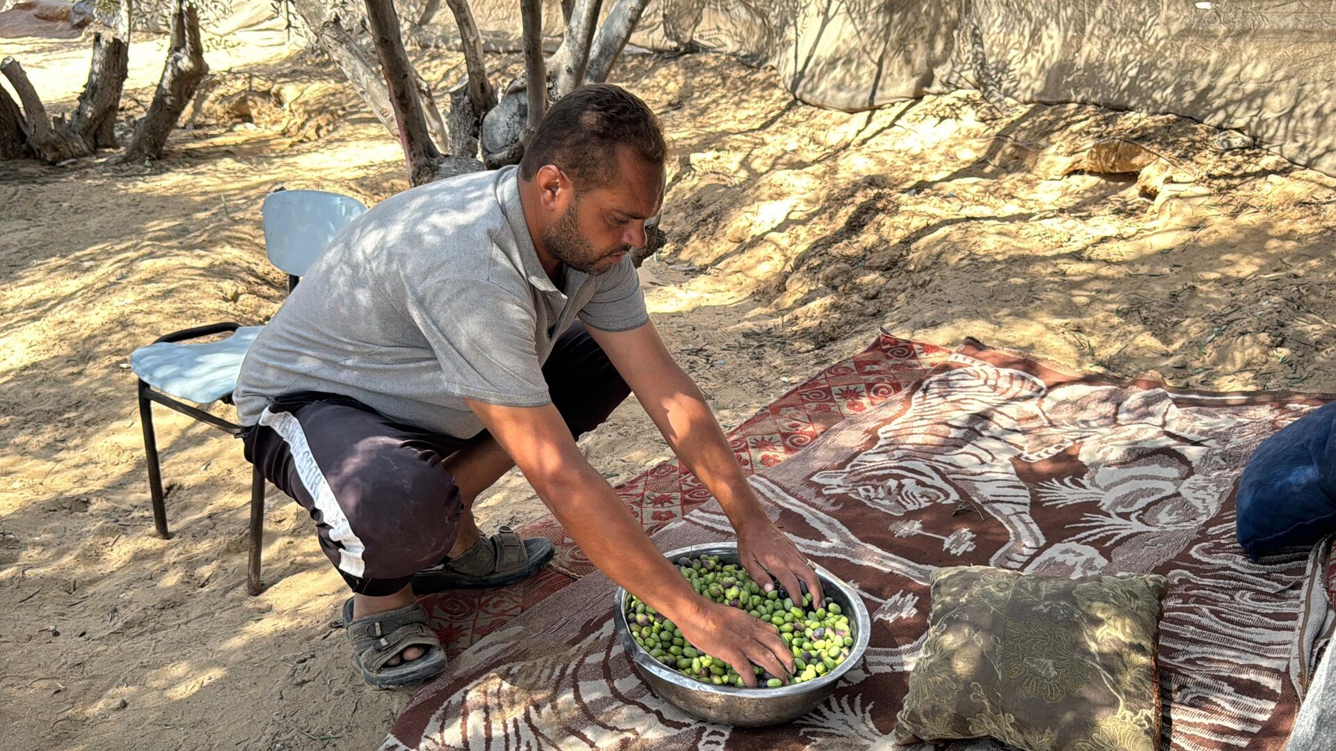 موسم الزيتون في قطاع غزة يغيب للعام الثالث جراء الحرب الإسرائيلية - سبوتنيك عربي, 1920, 17.09.2025