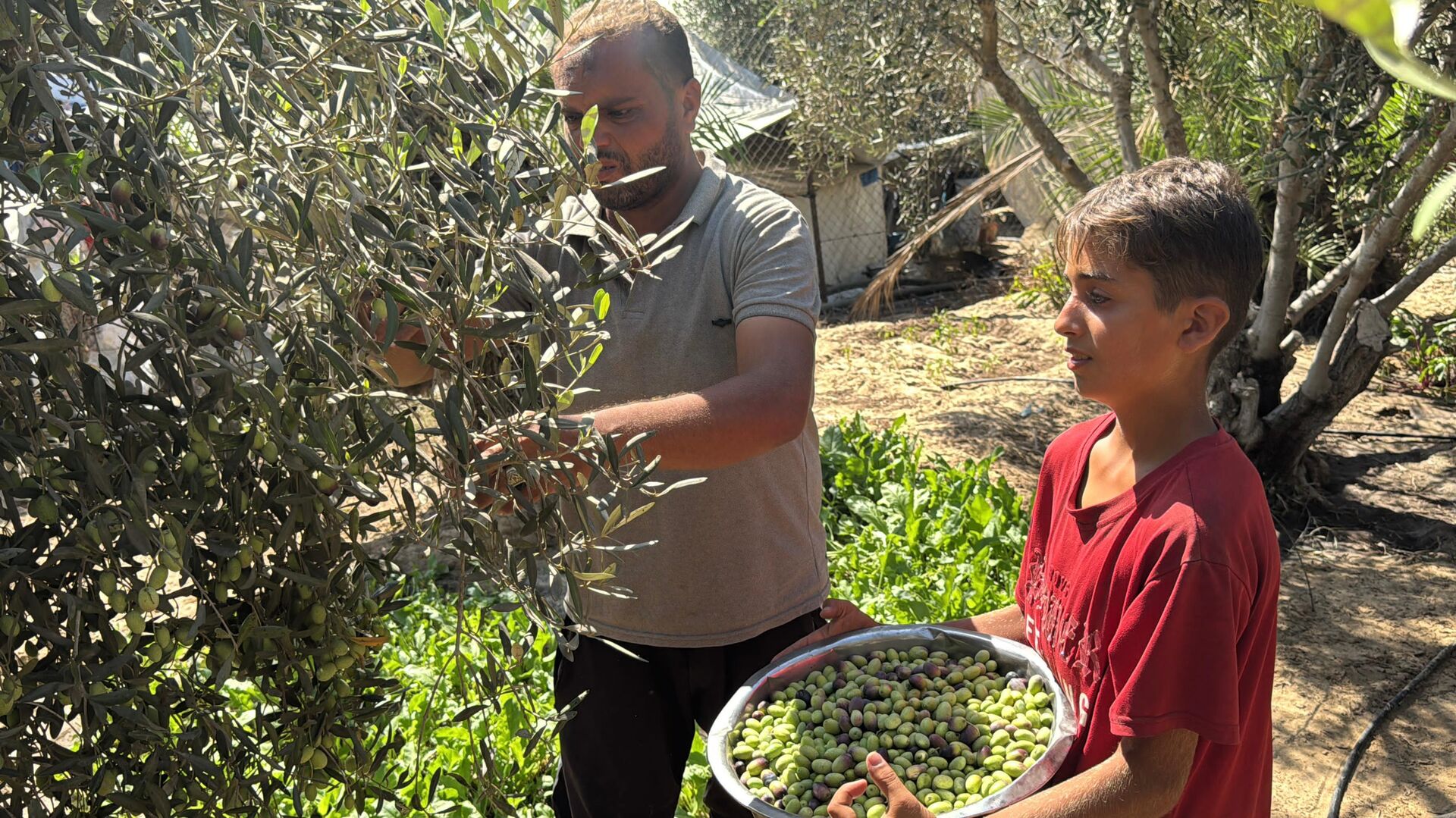 موسم الزيتون في قطاع غزة يغيب للعام الثالث جراء الحرب الإسرائيلية - سبوتنيك عربي, 1920, 17.09.2025