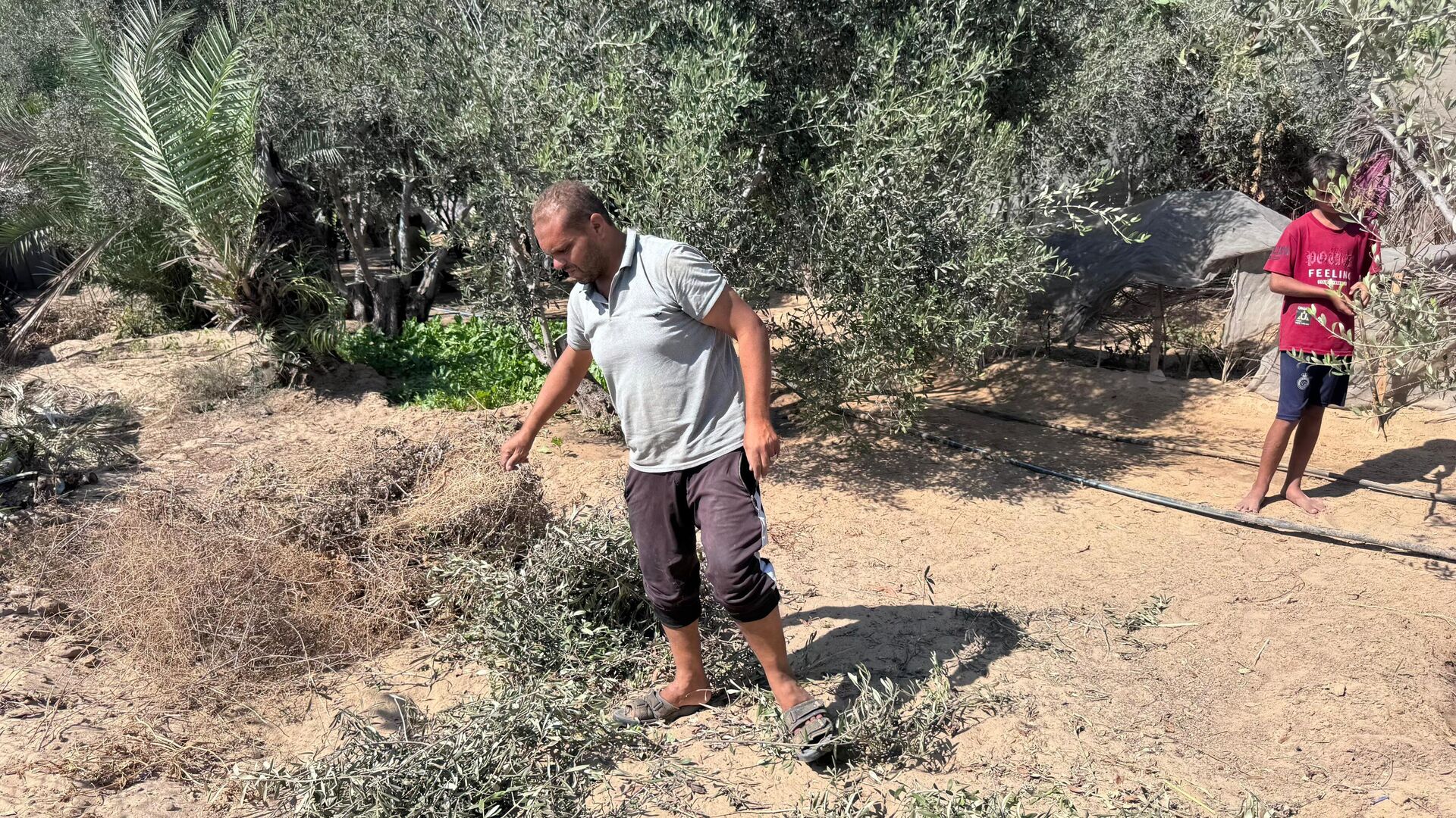 موسم الزيتون في قطاع غزة يغيب للعام الثالث جراء الحرب الإسرائيلية - سبوتنيك عربي, 1920, 17.09.2025