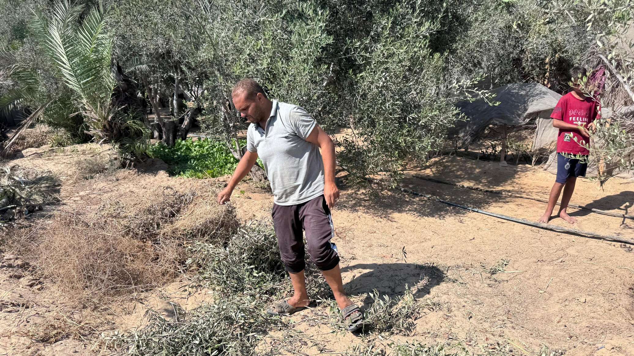 مسؤول فلسطيني لـ "سبوتنيك": إسرائيل تلاحق المربع الأخير لاقتصاد الفلسطينيين عبر استهداف موسم الزيتون