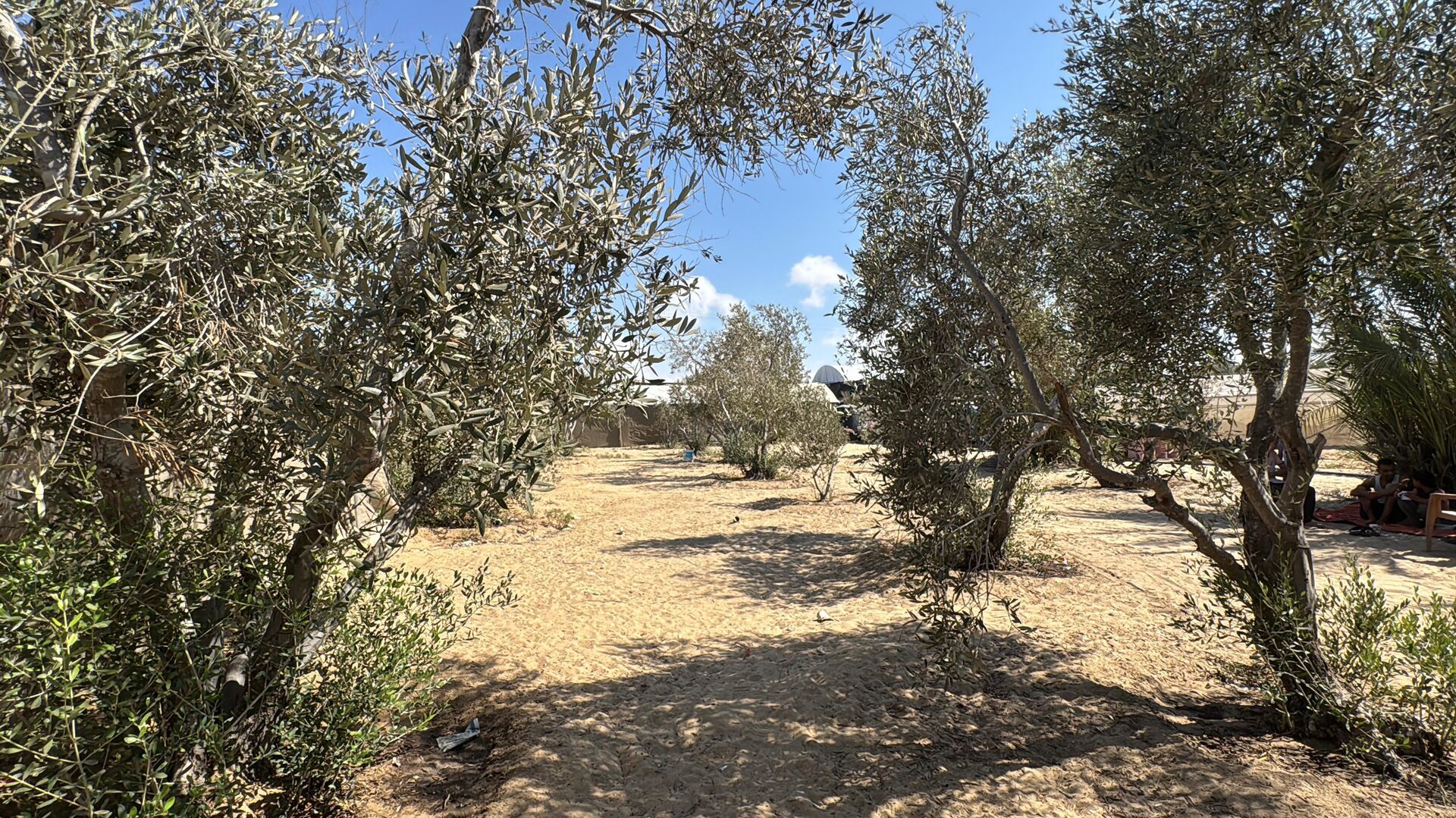 موسم الزيتون في قطاع غزة يغيب للعام الثالث جراء الحرب الإسرائيلية - سبوتنيك عربي, 1920, 17.09.2025