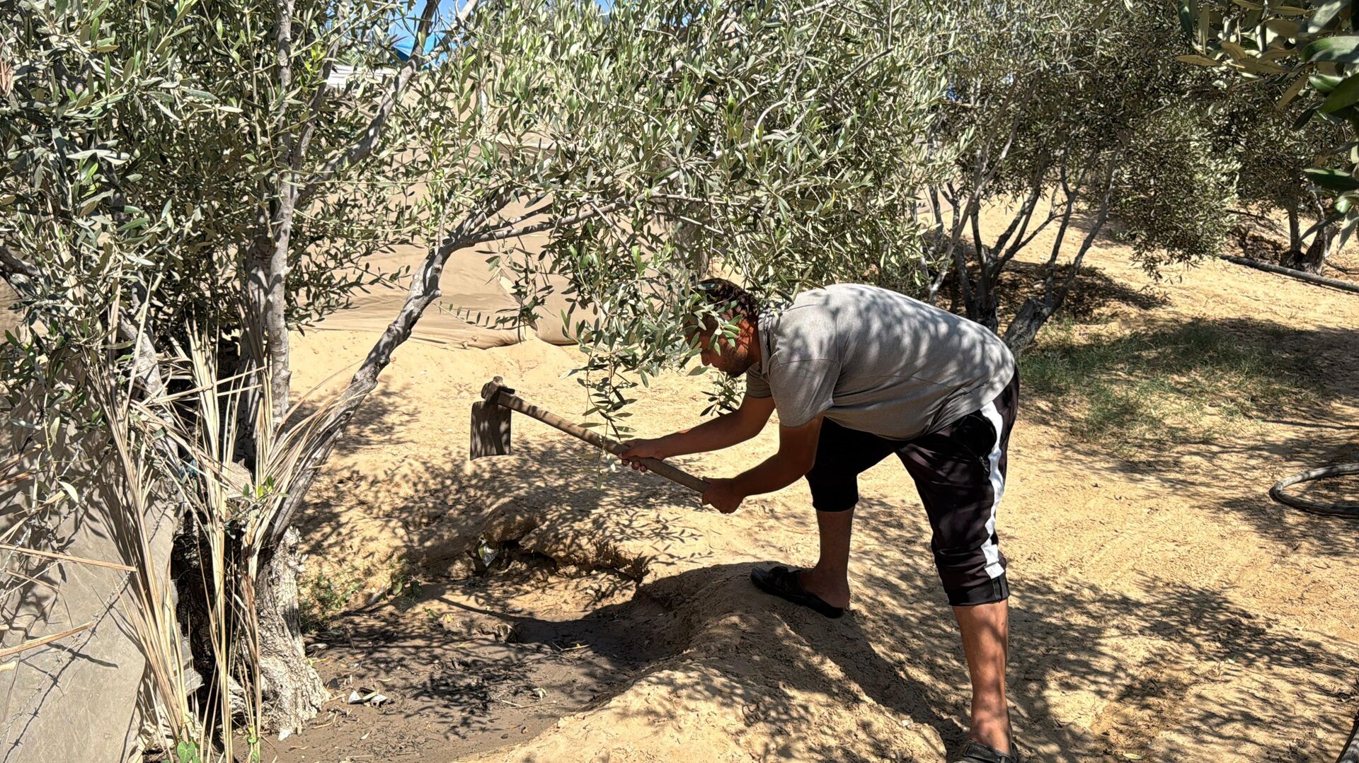 موسم الزيتون في قطاع غزة يغيب للعام الثالث جراء الحرب الإسرائيلية - سبوتنيك عربي, 1920, 17.09.2025