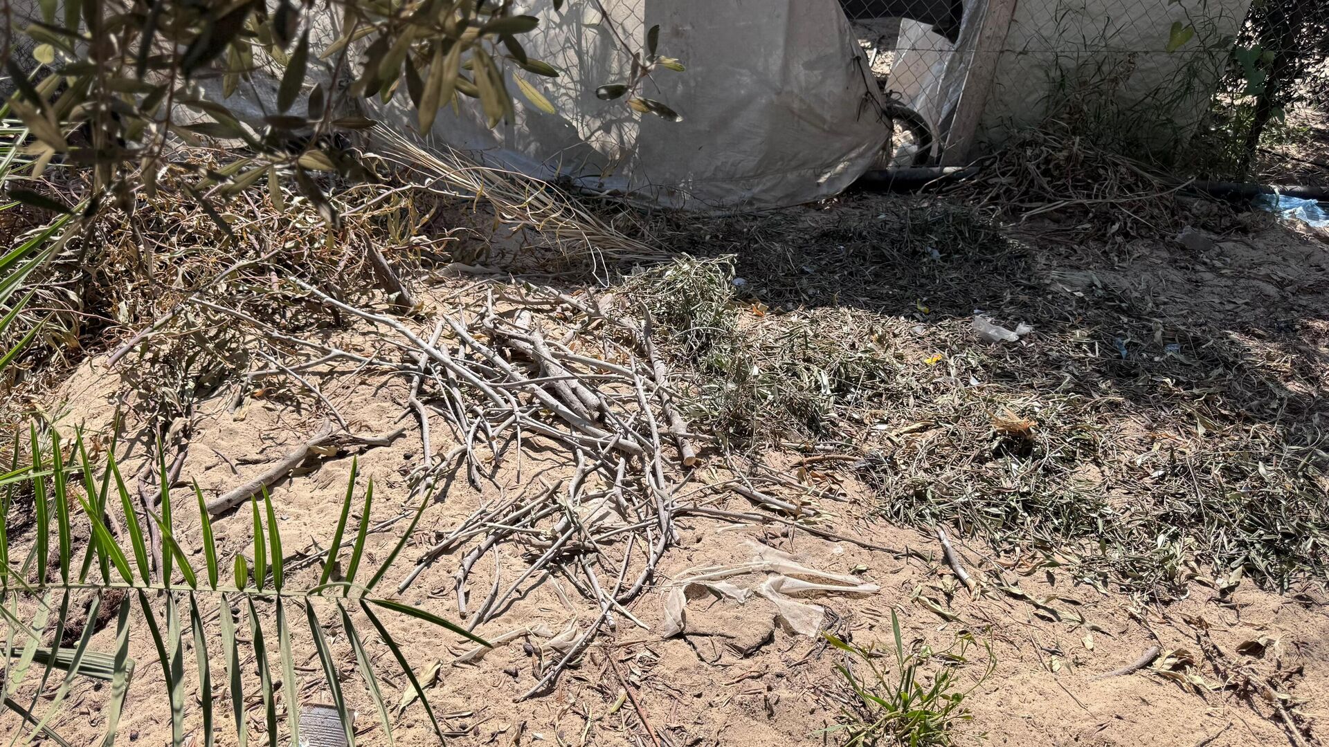 موسم الزيتون في قطاع غزة يغيب للعام الثالث جراء الحرب الإسرائيلية - سبوتنيك عربي, 1920, 17.09.2025