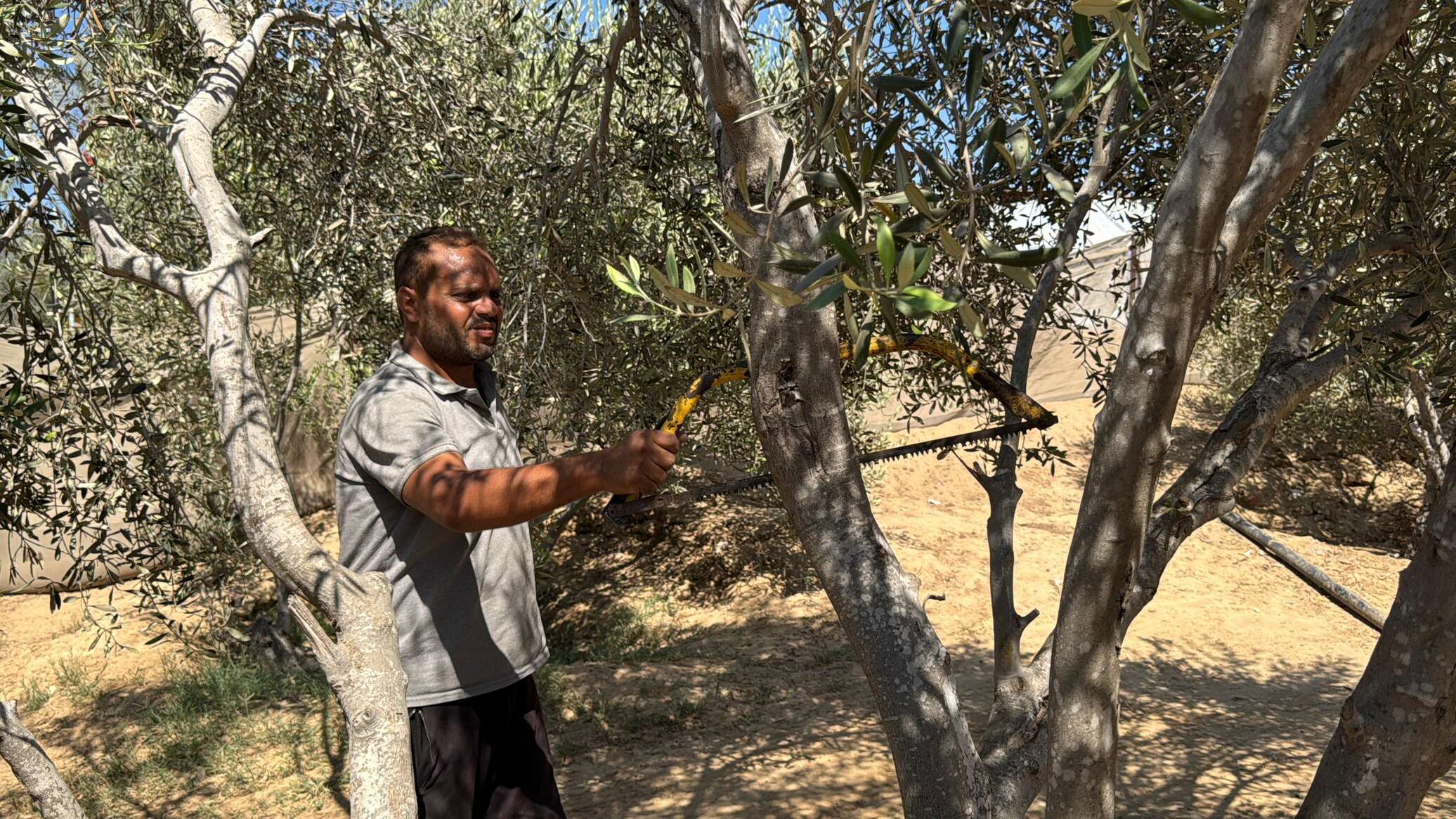 موسم الزيتون في قطاع غزة يغيب للعام الثالث جراء الحرب الإسرائيلية.. صور