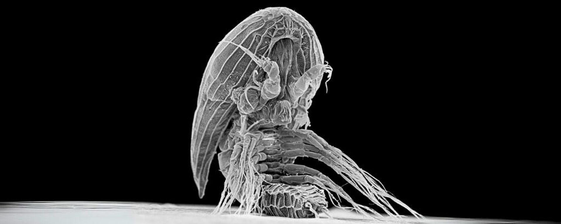 القشريات الفيستوتكتانية - سبوتنيك عربي, 1920, 17.09.2025