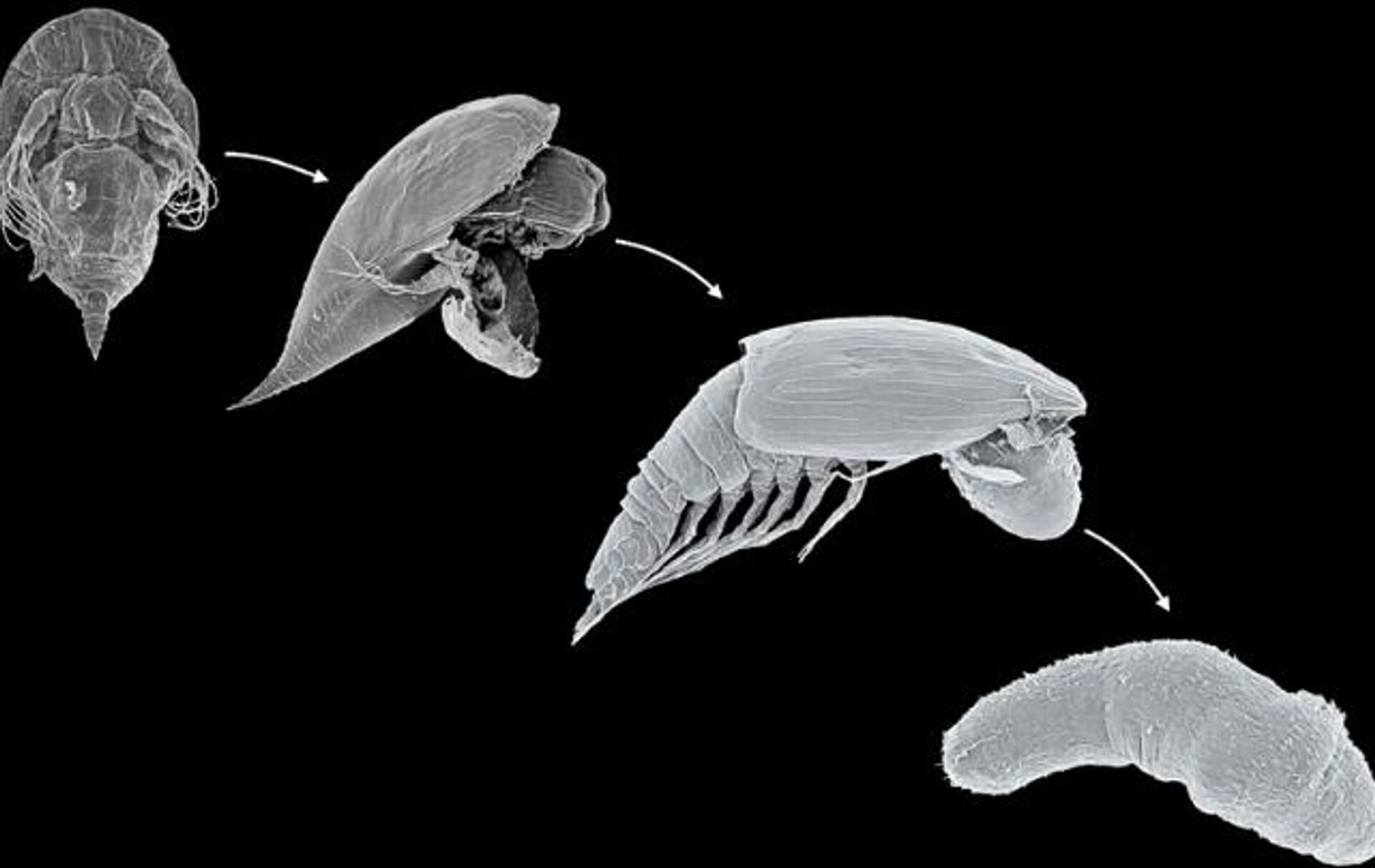 القشريات الفيستوتكتانية - سبوتنيك عربي, 1920, 17.09.2025