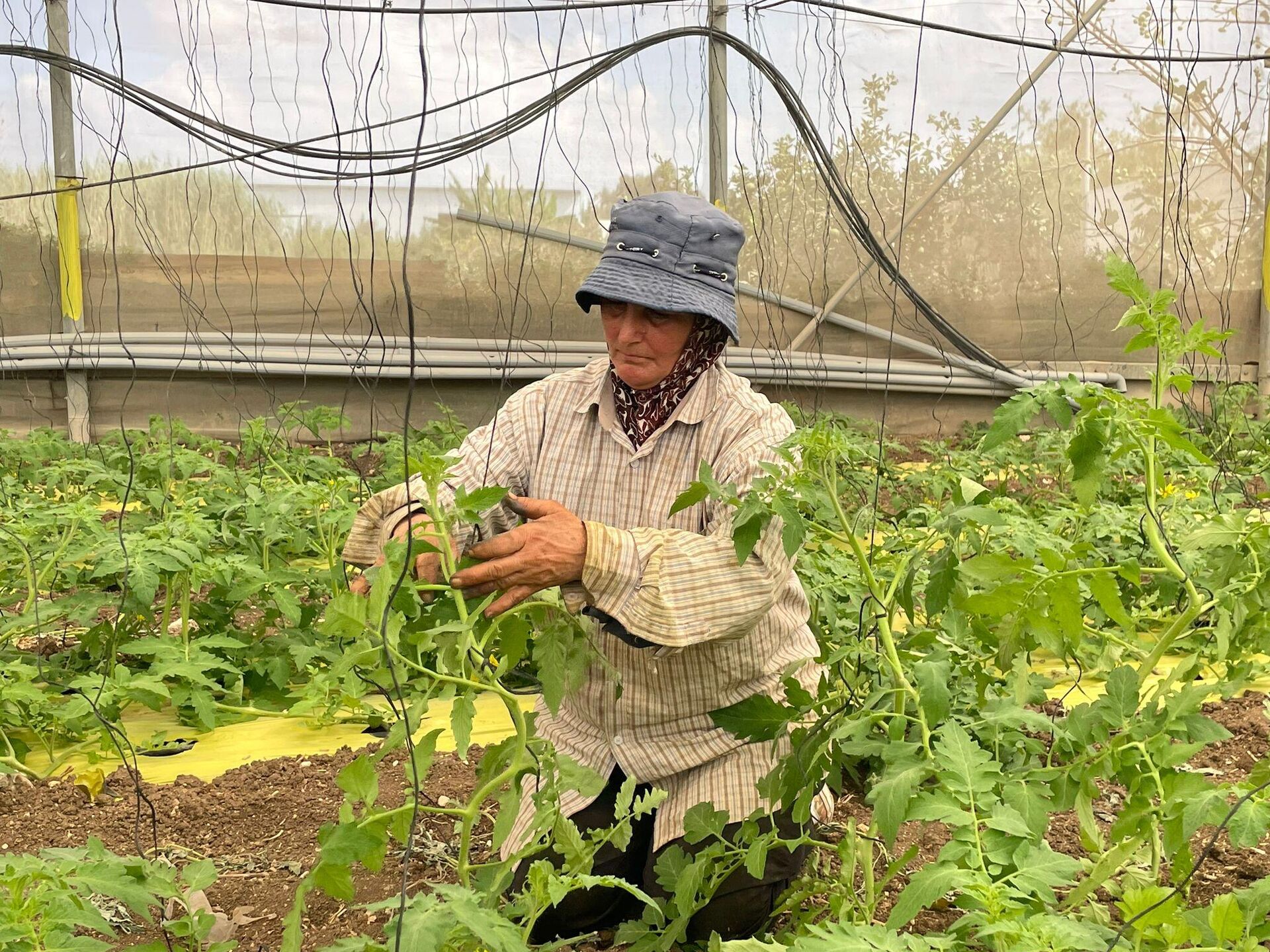 عائلة فلسطينية تكافح للحفاظ على أرضها شمالي الضفة الغربية بمواجهة قرار الهدم الإسرائيلي  - سبوتنيك عربي, 1920, 18.09.2025