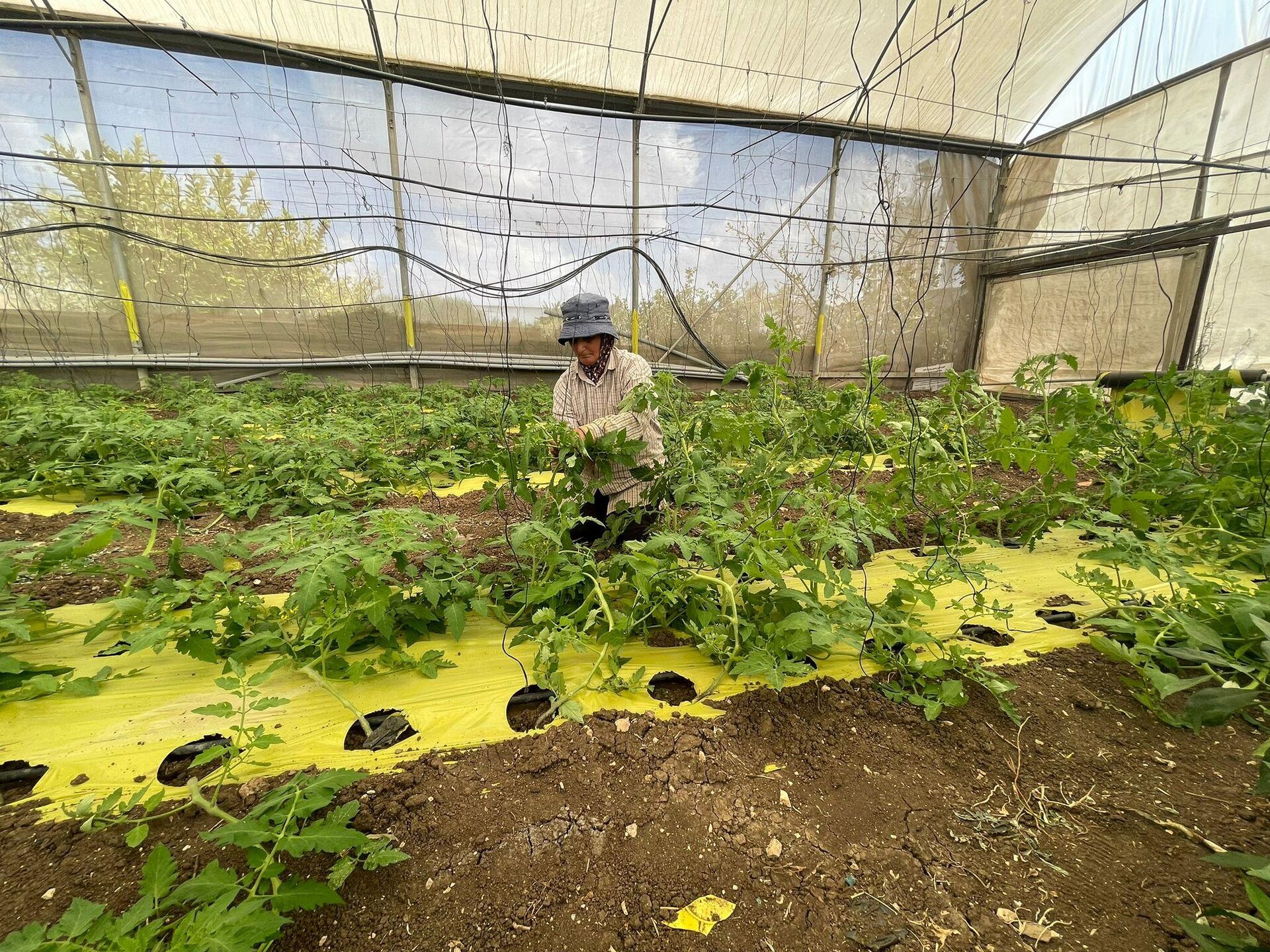 عائلة فلسطينية تكافح للحفاظ على أرضها شمالي الضفة الغربية بمواجهة قرار الهدم الإسرائيلي  - سبوتنيك عربي, 1920, 18.09.2025