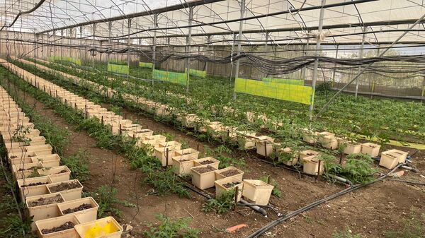 عائلة فلسطينية تكافح للحفاظ على أرضها شمالي الضفة الغربية بمواجهة قرار الهدم الإسرائيلي  - سبوتنيك عربي