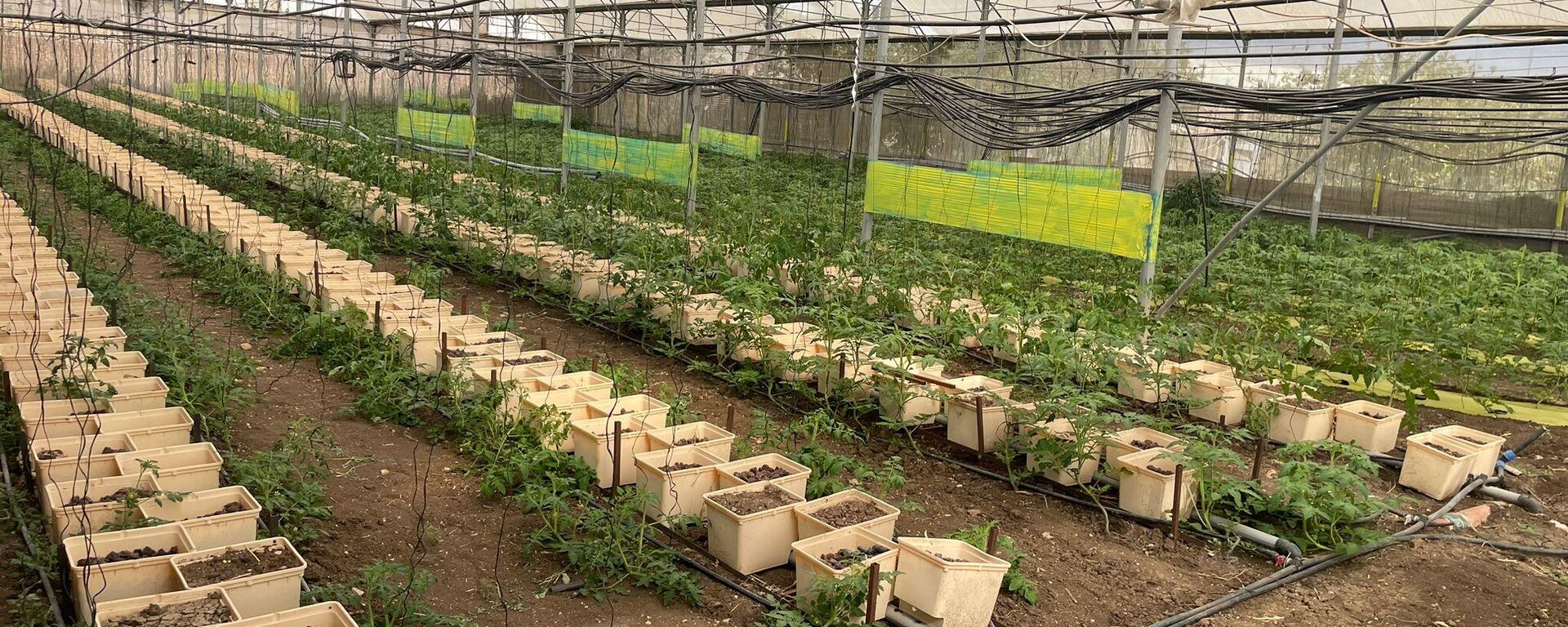 عائلة فلسطينية تكافح للحفاظ على أرضها شمالي الضفة الغربية بمواجهة قرار الهدم الإسرائيلي  - سبوتنيك عربي, 1920, 19.09.2025