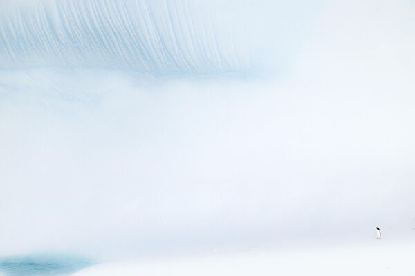 بطريق يقف أمام جبل جليدي. - سبوتنيك عربي