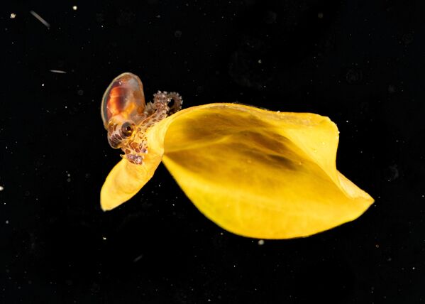 أخطبوط حديث الولادة يمتطي ورقة شجر في أنيلاو، الفلبين. - سبوتنيك عربي