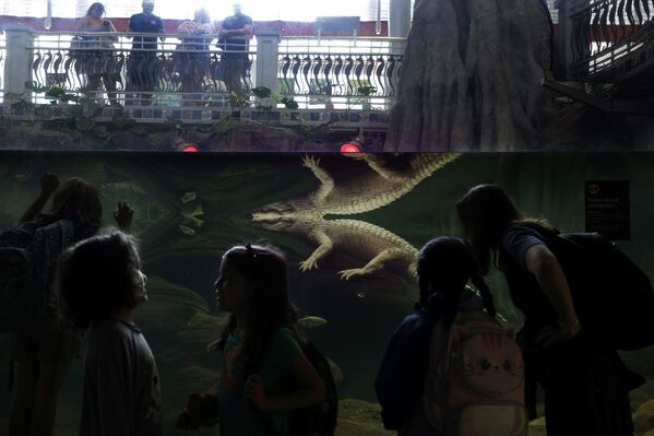 انعكاس صورة تمساح "ألبينو" نادر على الماء وهو يجلس في حظيرته في أكاديمية كاليفورنيا للعلوم، الولايات المتحدة. - سبوتنيك عربي