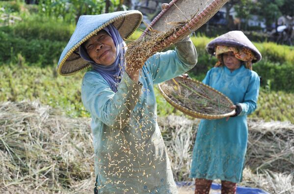 نساء يدرسن الأرز في مزرعة في مقاطعة جاوة الغربية. - سبوتنيك عربي
